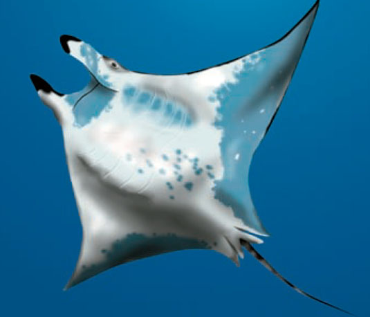 Mobula mobular03.jpg